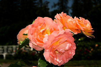 Цветочная акварель / Пушкин.Екатерининский парк.Праздник цветов.