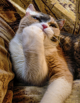 Я вам всем покажу..! / Ульяна.