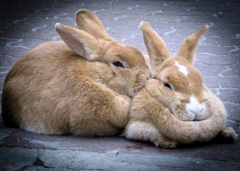 Любовь / кролики прижались,чувства