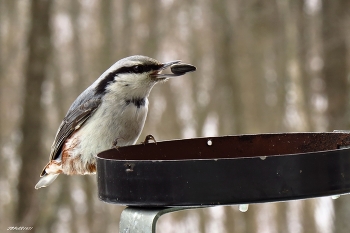 С семечкой / поползень