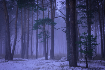 Туманный вечер в лесу / туманный лес