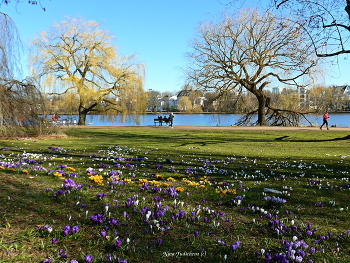 Alster Hamburg / Озеро Альстер (Alster Hamburg) - сердце Гамбурга, любимое место отдыха гамбуржан и гостей города. Видео:

https://www.youtube.com/watch?v=FUnJ6Mt1G68

Alstervergnügen 2017. Hamburg
https://www.youtube.com/watch?v=PZXeb1sykTk

Alster am Abend
https://www.youtube.com/watch?v=YdvFUdm0nQ0

Alster Hamburg
https://www.youtube.com/watch?v=shvDCXIyNb0&amp;pbjreload=10

Читайте в моем блоге о маршруте на пароме :

https://zen.yandex.ru/media/id/5ee66fc9c64be97c15fe75fd/letniaia-progulka-po-elbe-5f1b35cab65d2250ab15c180

Парусники в Гамбурге:

https://www.youtube.com/watch?v=JT5YfxP005o

Видео &quot;Прогулка по Эльбе&quot;: https://www.youtube.com/watch?v=qL1e1j9B8Vk

Лайнеры в Гамбурге:

https://www.youtube.com/watch?v=VU8V0Jvqpy0

https://www.youtube.com/watch?v=_8iY4QcGL-A&amp;t=8s https://www.youtube.com/watch?v=EVMHpH6SJxA

Корабли на Эльбе:

https://www.youtube.com/watch?v=DA7DProSV6o&amp;list=UUEOp3amNaNT0205lPmdFi8w&amp;index=19

Портовый центр и складской район Гамбурга:

https://www.youtube.com/watch?v=i0kxa-sex6o

https://www.youtube.com/channel/UCEOp3amNaNT0205lPmdFi8w/videos?

https://www.youtube.com/watch?v=IGn-NNqkBL0

https://www.youtube.com/watch?v=dZ1W9amrFdg