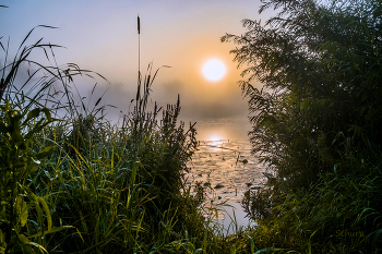 Летний рассвет. / Туман утренний на озере Студёное. Мещера.
