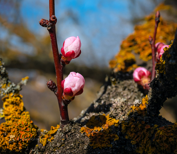 Пробуждение / Цветковые почки старого абрикосового дерева. 
Апрель, 2022 год. 
Из фотопроекта «Открывая Ставрополье».