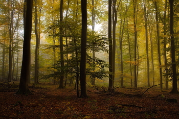 Октябрь уходит.. / Утро в осеннем лесу.