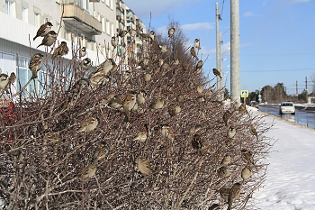 Шумная компания. / &quot; &quot; &quot;