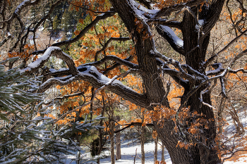 Tree / Tree in Winter.