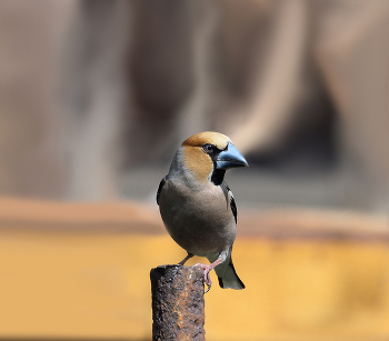 Дубонос / весна, птицы
