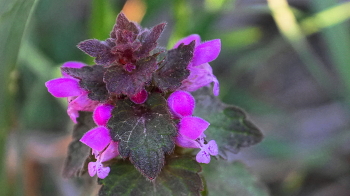 Заметишь-очарует! / Весенняя трава полна красоты