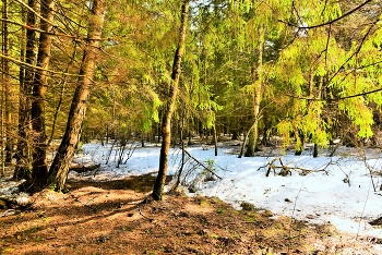 Апрель в лесу ... / Апрельский этюд ...