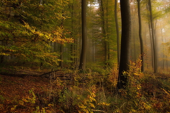 Осень... / Утро в осеннем лесу .