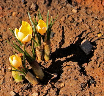 Первые крокусы / 9 апреля