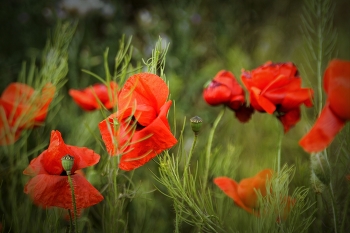 Крымские маки. / Крым.Маки
