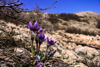 Прострел Крымский / Крым, Чатыр-Даг. 10.04.22