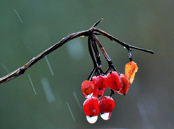 "Алеют ягоды стыдливо, как будто девичьи уста..." / Калина пережившая зиму ...