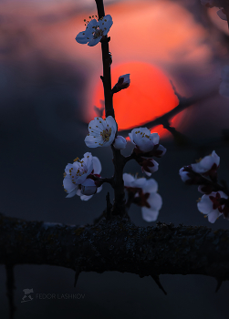 Поэзия весны / Японский сюжет весны. Цветки абрикосы на фоне закатного солнца. 
Апрель, 2022 год. 
Из фотопроекта «Открывая Ставрополье».
