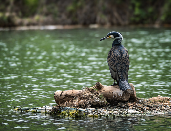Отменный ныряльщик / ***