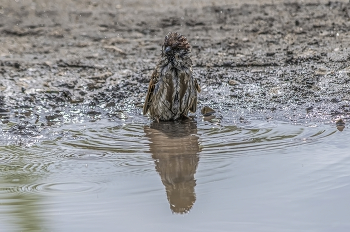 ух!... ну и набухался же я вчера!! / после дождя