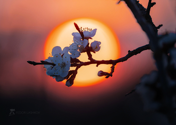 Японский сюжет весны / Из серии «Поэзия весны». Цветки абрикосы на фоне закатного солнца. 
Апрель, 2022 год. 
Из фотопроекта «Открывая Ставрополье».