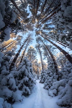 &nbsp; / Ленобласть, декабрь 2021г
Панорама из 8-ми горизонтальных