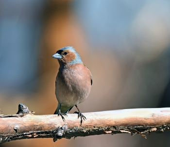 Зяблик / весна, птицы