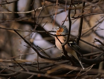 Песнь весне / Зяблик