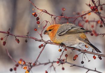 Щур.. / самка
