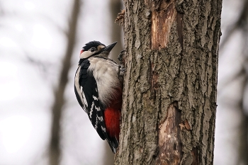 Санитар леса / Большой пёстрый дятел