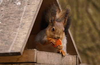 Бизнес-ланч в ресторане / Белочка