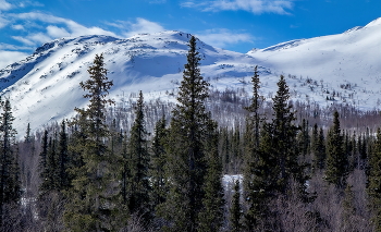 Ёлки, горы, небо синее ! / Хибины.