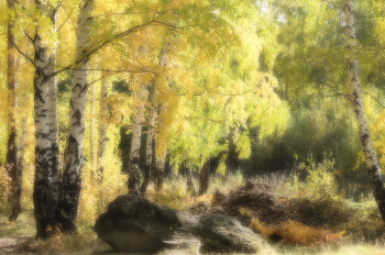 Мягкий фокус. / Лесопарк