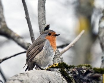 Зарянка / весна, птицы