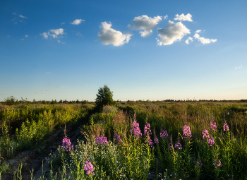 С иван-чаем / нет