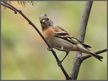 Франт / Вьюрок