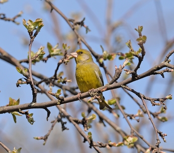 Зеленушка / весна, птицы