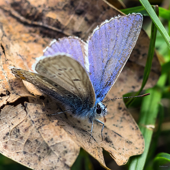 &nbsp; / Голубянка Икар (Polyommatus icarus). Самец