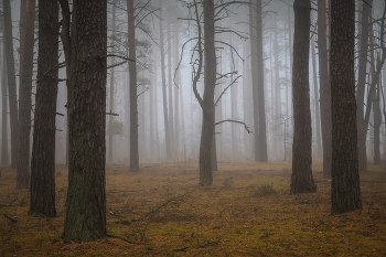 Сюжеты туманного леса / туман в лесу