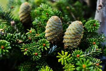 &nbsp; / Young cones of a korean fir tree