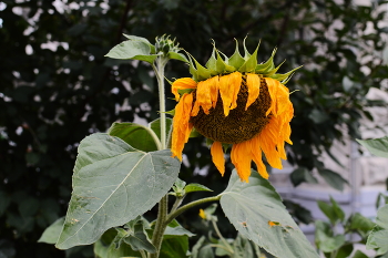 &nbsp; / a withering garden sunflower