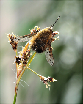 Жужжала (Bombyliidae) / Жужжала (Bombyliidae)