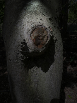 &nbsp; / In the woods
