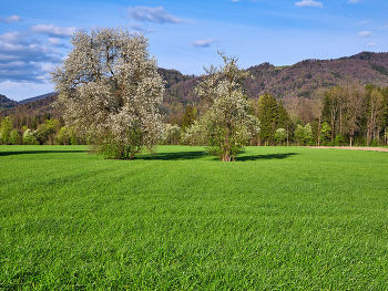 &nbsp; / Blütenpracht