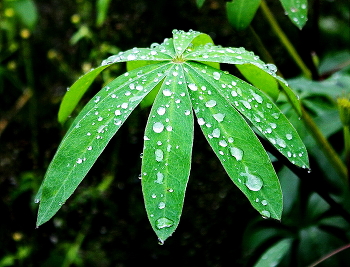 После дождя / После дождя
