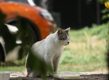 Сонная кошка / Сонная кошка