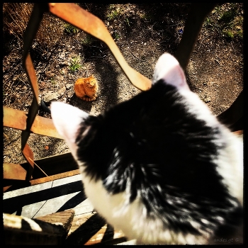 бойфренд / бойфренд