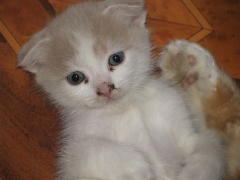 Всем привет... / Котёнок