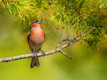 Весенние напевы / Самца зяблика трудно перепутать с другой птицей – у него красноватая грудь, голубая шапочка и белые «зеркальца»