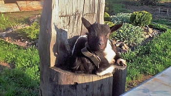 Принцесса. / Козочка.