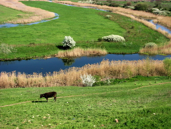 Оба берега / Река, берега,травка зеленеет и цветут кусты