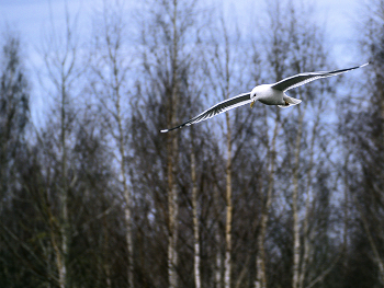 На бреющем / Чайка над озером